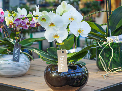 Tablo Orchidee