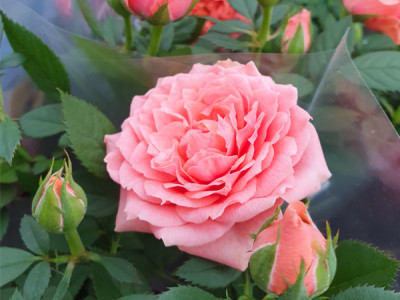 Zimmerrose