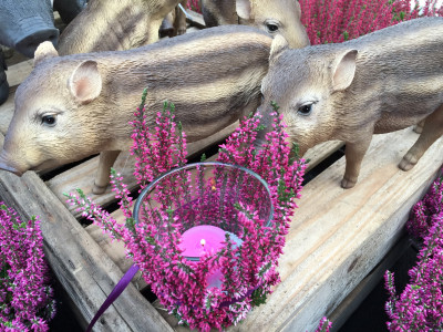 Rostock Gartencenter | Geschenke