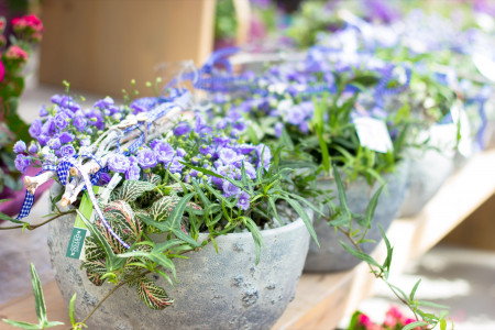 Rostock Gartencenter | Geschenke