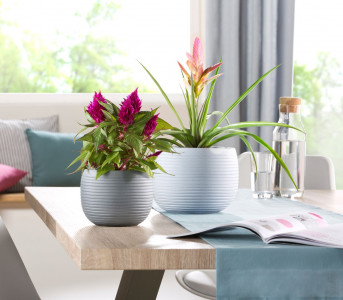 Rostock Gartencenter | Pflanzen Indoor