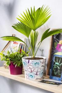 Rostock Gartencenter | Pflanzen Indoor