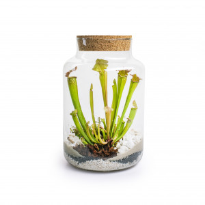 Rostock Gartencenter | Pflanzen Indoor