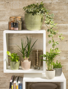 Rostock Gartencenter | Pflanzen Indoor