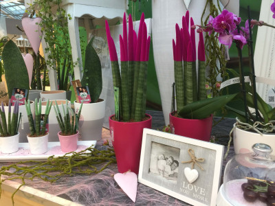 Rostock Gartencenter | Pflanzen Indoor