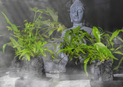 Rostock Gartencenter | Pflanzen Indoor