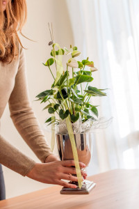 Rostock Gartencenter | Pflanzen Indoor