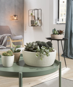 Rostock Gartencenter | Pflanzen Indoor