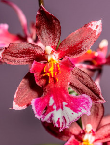 Rostock Gartencenter | Pflanzen Indoor