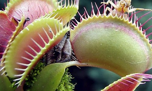 Rostock Gartencenter | Pflanzen Indoor