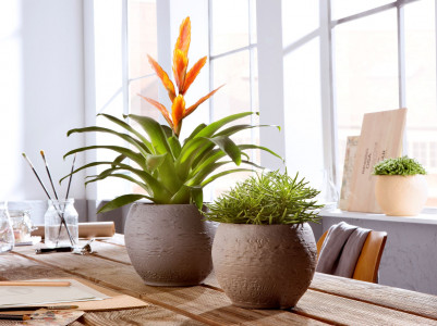 Rostock Gartencenter | Pflanzen Indoor