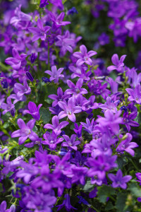 Rostock Gartencenter | Pflanzen Outdoor