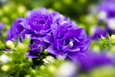 Rostock Gartencenter | Pflanzen Outdoor