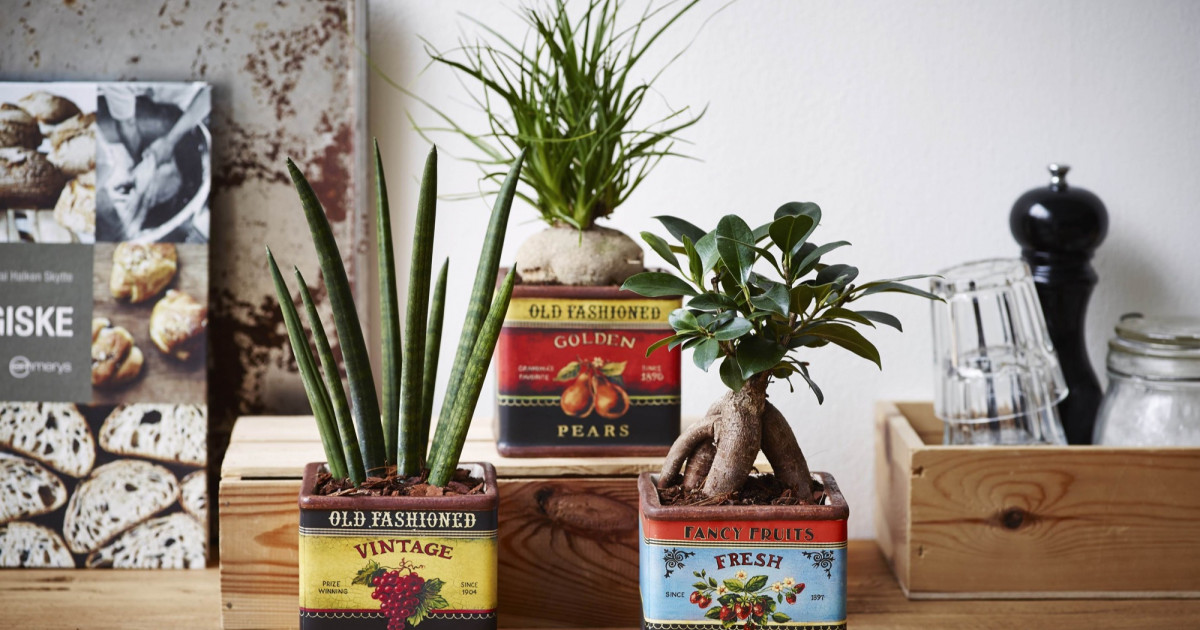 Rostock Gartencenter Pflanzen Outdoor