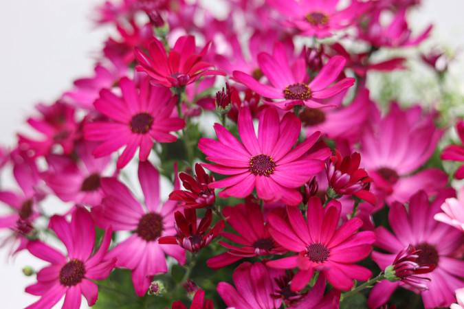 Gartencenter Rostock Gmbh Hamburger Straße Elmshorn Rostock Gartencenter | Pflanzen Outdoor