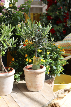 Rostock Gartencenter | Pflanzen Outdoor