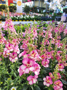 Rostock Gartencenter | Pflanzen Outdoor