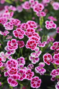 Rostock Gartencenter | Pflanzen Outdoor