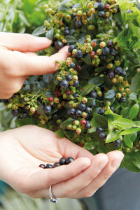 Rostock Gartencenter | Pflanzen Outdoor