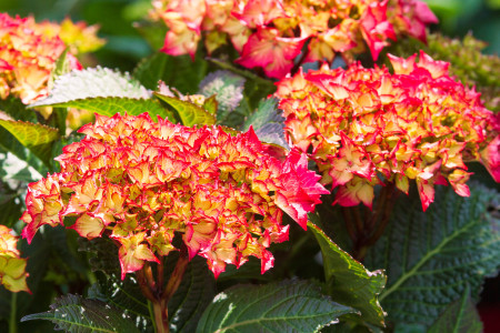 Rostock Gartencenter | Pflanzen Outdoor
