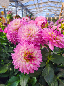 Rostock Gartencenter | Pflanzen Outdoor