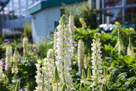 Rostock Gartencenter | Pflanzen Outdoor