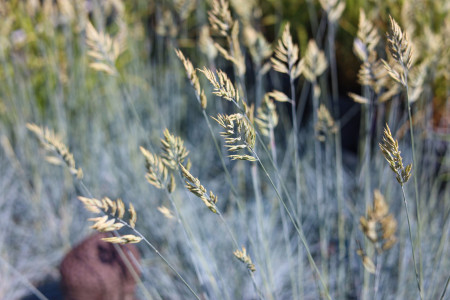 Rostock Gartencenter | Pflanzen Outdoor