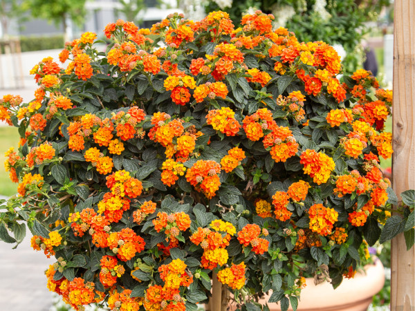 Gartencenter Rostock Gmbh Hamburger Straße Elmshorn Rostock Gartencenter | Pflanzen Outdoor