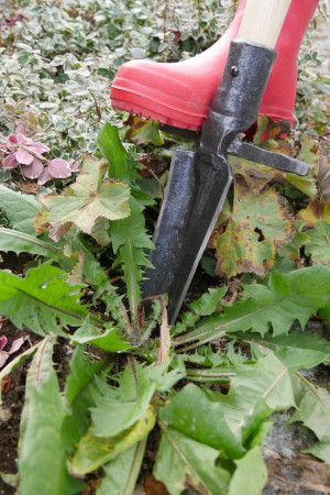 Rostock Gartencenter | Pflege und Zubehör